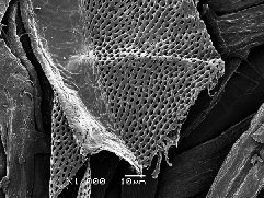 Fibres de paper (bedoll)