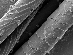 Fibres naturals de Llana